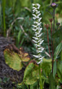 Habenaria dilatata